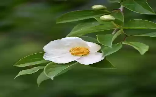 White Wildflower Wallpaper  from Chrome web store to be run with OffiDocs Chromium online
