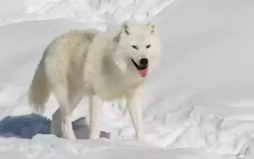 White Wolf in the Snow Theme – The Spirit of the Frozen Wilderness  from Chrome web store to be run with OffiDocs Chromium online