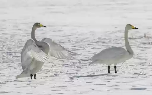 Whooper Theme  from Chrome web store to be run with OffiDocs Chromium online