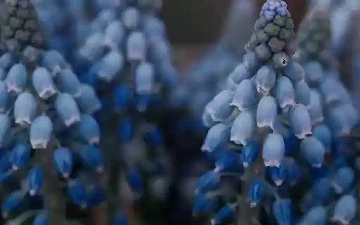 Wild banana bunch  from Chrome web store to be run with OffiDocs Chromium online