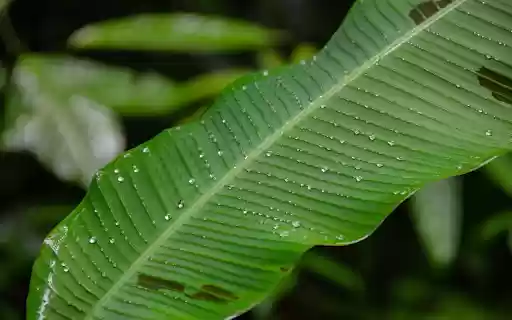 Wild bananas bathe in the rain from Chrome web store to be run with OffiDocs Chromium online Wild bananas bathe in the rain from Chrome web store to be run with OffiDocs Chromium online