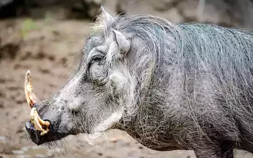 Wild boar fangs  from Chrome web store to be run with OffiDocs Chromium online