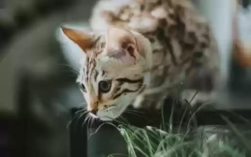 WILD CAT THEME  from Chrome web store to be run with OffiDocs Chromium online