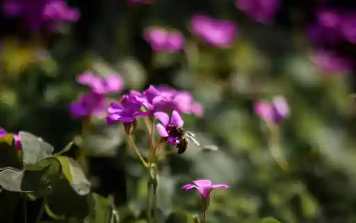 wildflowers  from Chrome web store to be run with OffiDocs Chromium online