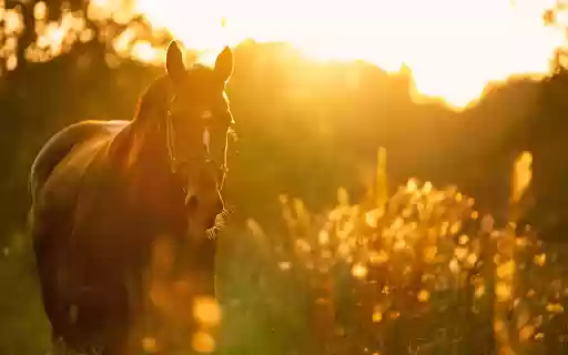 Wild horse  from Chrome web store to be run with OffiDocs Chromium online