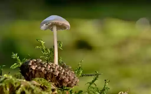 Wild Mushrooms  from Chrome web store to be run with OffiDocs Chromium online