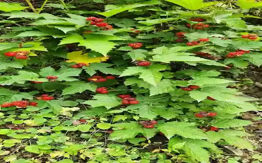 wild raspberry wallpaper from Chrome web store to be run with OffiDocs Chromium online wild raspberry wallpaper from Chrome web store to be run with OffiDocs Chromium online