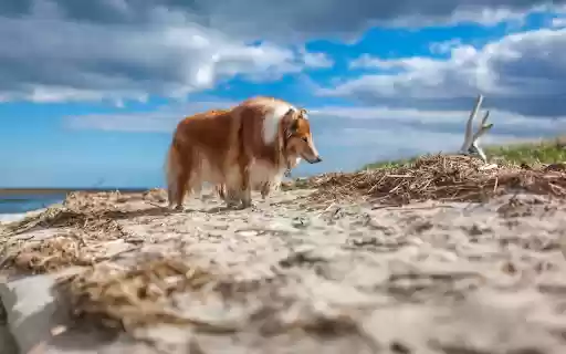 Windswept Wanderer from Chrome web store to be run with OffiDocs Chromium online Windswept Wanderer from Chrome web store to be run with OffiDocs Chromium online