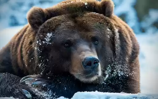 Winter Bear Gaze  from Chrome web store to be run with OffiDocs Chromium online