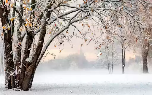 Winter snowfall  from Chrome web store to be run with OffiDocs Chromium online