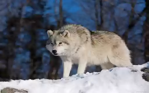 Wolf: The Legendary Hunter of the Wild  from Chrome web store to be run with OffiDocs Chromium online
