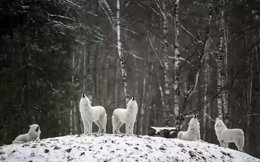 Wolves howl  from Chrome web store to be run with OffiDocs Chromium online