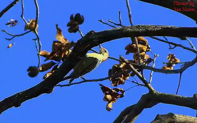 Wood Pecker  from Chrome web store to be run with OffiDocs Chromium online