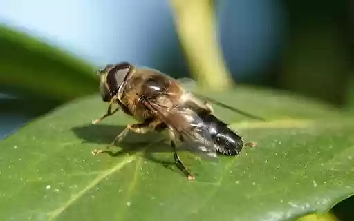 Worker bee  from Chrome web store to be run with OffiDocs Chromium online