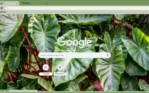 Xanthosoma  from Chrome web store to be run with OffiDocs Chromium online