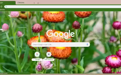 Xerochrysum from Chrome web store to be run with OffiDocs Chromium online Xerochrysum from Chrome web store to be run with OffiDocs Chromium online