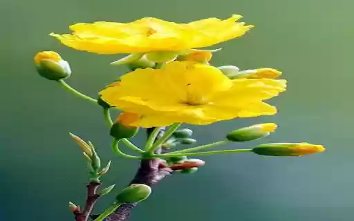 yellow apricot flower wallpaper  from Chrome web store to be run with OffiDocs Chromium online