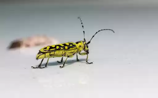 Yellow Beetle  from Chrome web store to be run with OffiDocs Chromium online
