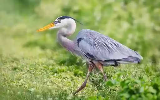 Yellow billed gray heron  from Chrome web store to be run with OffiDocs Chromium online