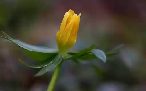 Yellow buds  from Chrome web store to be run with OffiDocs Chromium online