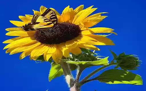 Yellow butterfly perches on sunflowers wallpaper  from Chrome web store to be run with OffiDocs Chromium online