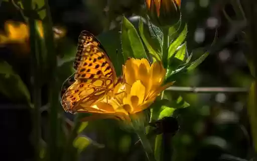 YELLOW BUTTERFLY Theme  from Chrome web store to be run with OffiDocs Chromium online