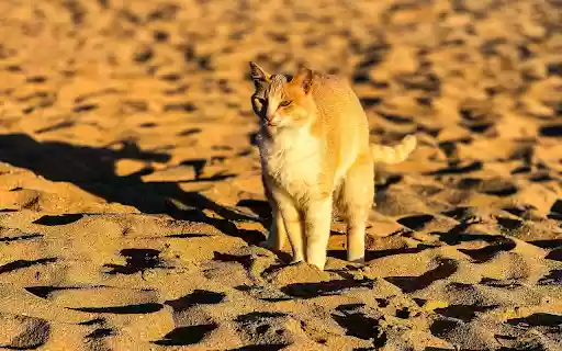 Yellow cat in the sand from Chrome web store to be run with OffiDocs Chromium online Yellow cat in the sand from Chrome web store to be run with OffiDocs Chromium online