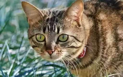 YELLOW CAT Theme  from Chrome web store to be run with OffiDocs Chromium online YELLOW CAT Theme  from Chrome web store to be run with OffiDocs Chromium online