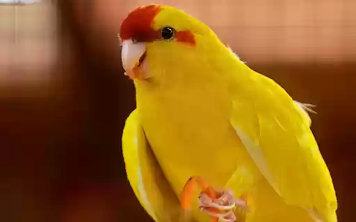 Yellow cheeked parrot  from Chrome web store to be run with OffiDocs Chromium online