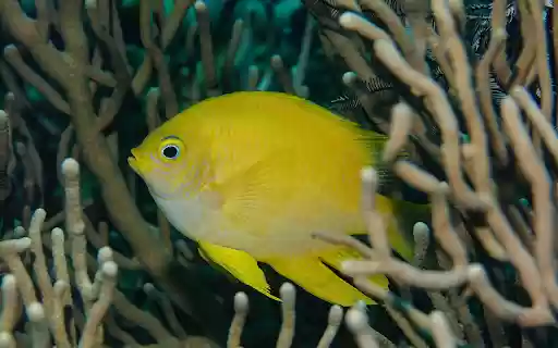 Yellow Fish  from Chrome web store to be run with OffiDocs Chromium online