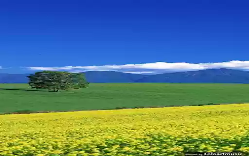 yellow flower field wallpaper  from Chrome web store to be run with OffiDocs Chromium online