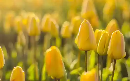 Yellow flower garden blooms  from Chrome web store to be run with OffiDocs Chromium online