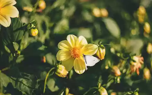 Yellow Flower Plant  from Chrome web store to be run with OffiDocs Chromium online