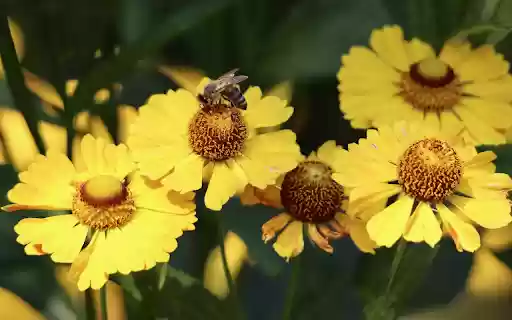 Yellow flowers and hardworking bees  from Chrome web store to be run with OffiDocs Chromium online