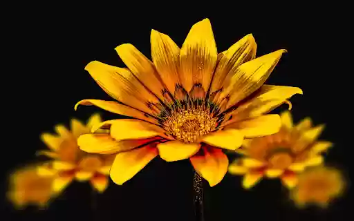 Yellow flowers bloom brightly  from Chrome web store to be run with OffiDocs Chromium online