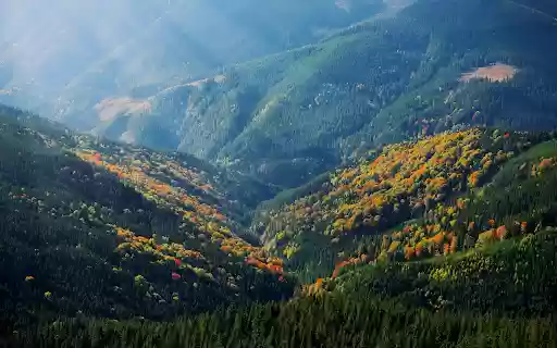 Yellow flowers on the mountain  from Chrome web store to be run with OffiDocs Chromium online