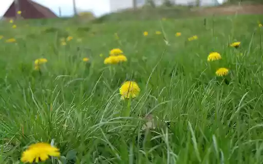 Yellow flowers under green grass  from Chrome web store to be run with OffiDocs Chromium online