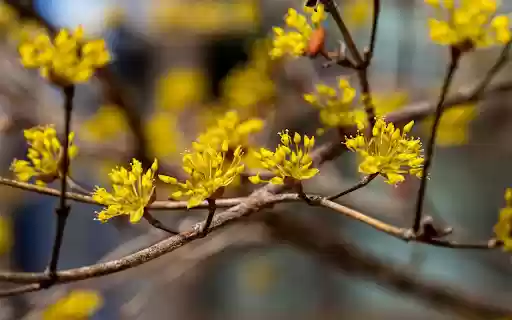 Yellow flowers welcome spring  from Chrome web store to be run with OffiDocs Chromium online