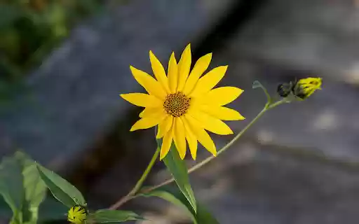 Yellow Grass Flower  from Chrome web store to be run with OffiDocs Chromium online