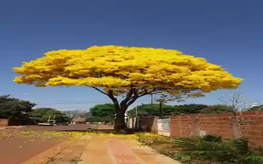 Yellow leaf tree wallpaper  from Chrome web store to be run with OffiDocs Chromium online