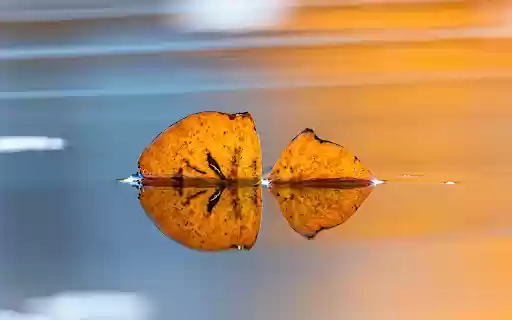 Yellow leaves on the water from Chrome web store to be run with OffiDocs Chromium online Yellow leaves on the water from Chrome web store to be run with OffiDocs Chromium online