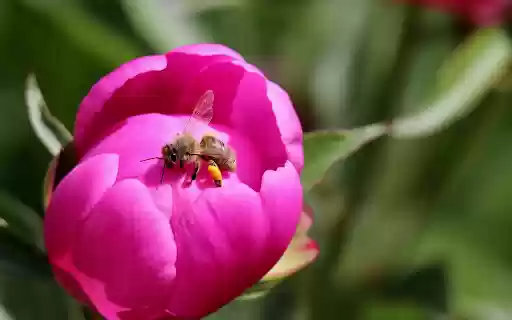 Yellow legged bee  from Chrome web store to be run with OffiDocs Chromium online