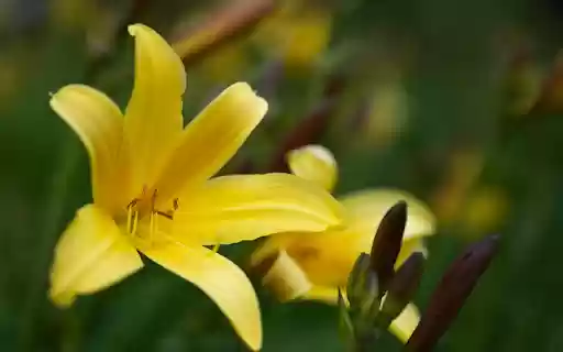 Yellow Lily Branch  from Chrome web store to be run with OffiDocs Chromium online
