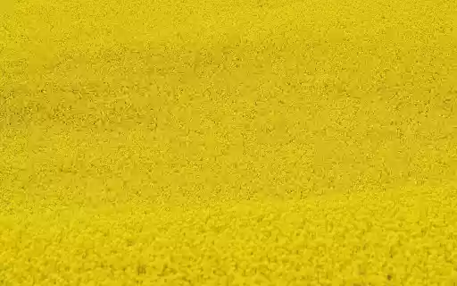 Yellow mustard flower garden from Chrome web store to be run with OffiDocs Chromium online Yellow mustard flower garden from Chrome web store to be run with OffiDocs Chromium online