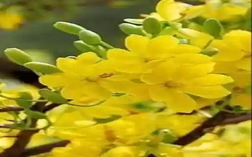 Yellow Primrose Wallpaper  from Chrome web store to be run with OffiDocs Chromium online