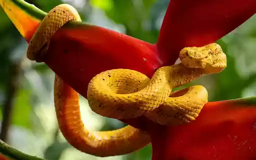 Yellow snake next to red flowers  from Chrome web store to be run with OffiDocs Chromium online