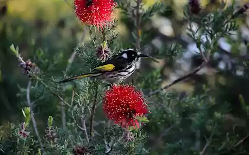 Yellow tailed bird  from Chrome web store to be run with OffiDocs Chromium online