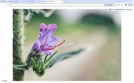 Yoan 365 Photos – Nouvel onglet  from Chrome web store to be run with OffiDocs Chromium online
