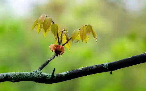 กิ่งอ่อนแตกหน่อจาก Chrome เว็บสโตร์ที่จะรันด้วย OffiDocs Chromium ออนไลน์