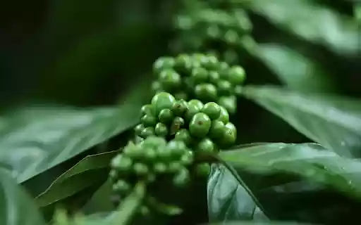 Young coffee branches  from Chrome web store to be run with OffiDocs Chromium online